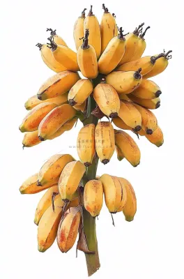 香蕉成熟水果摄影图 香蕉成熟水果摄影图