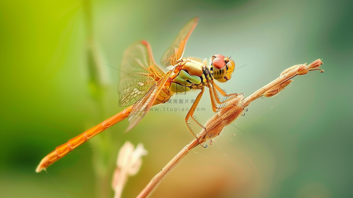 蜻蜓绿叶上停留的竹蜻蜓昆虫春天摄影图