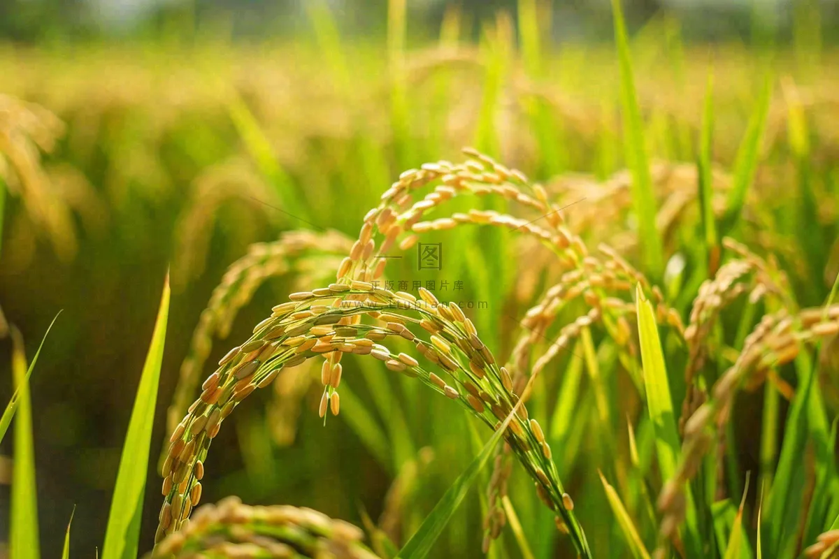 水稻农田种植粮食稻穗摄影图