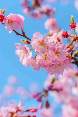 春天樱花盛开粉色浪漫唯美立春春分惊蛰摄影图 春天樱花盛开粉色浪漫唯美立春春分惊蛰摄影图