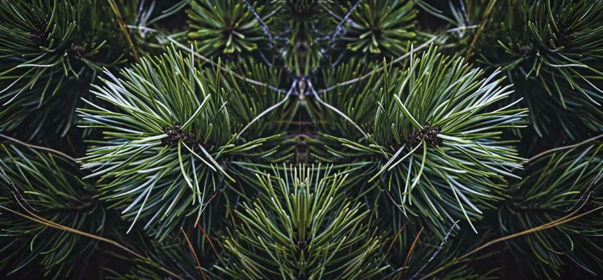 绿色绿植枝叶镜像镜头，新鲜生命力摄影图