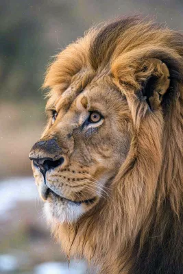 狮子雄狮头部特写保护动物摄影图