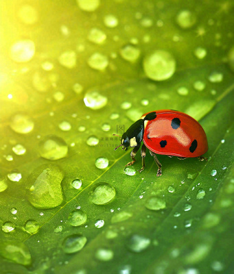春天夏天七星瓢虫动物昆虫在绿叶上,谷雨立夏夏至小暑摄影图 春天夏天七星瓢虫动物昆虫在绿叶上,谷雨立夏夏至小暑摄影图
