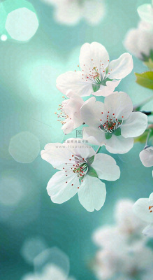 春天白色的樱花花朵开满枝头立春惊蛰春分摄影图