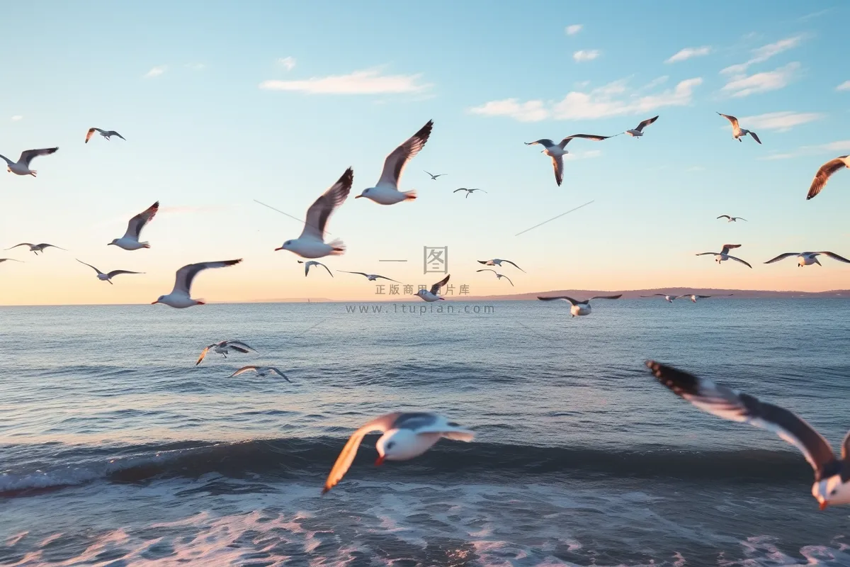海岸海边空中飞翔海鸥鸟类摄影图