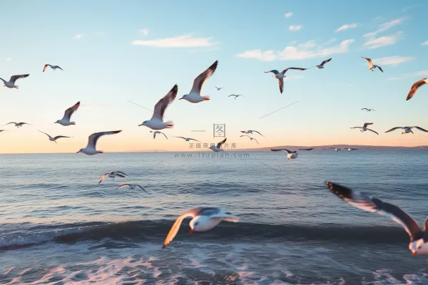海岸海边空中飞翔海鸥鸟类摄影图