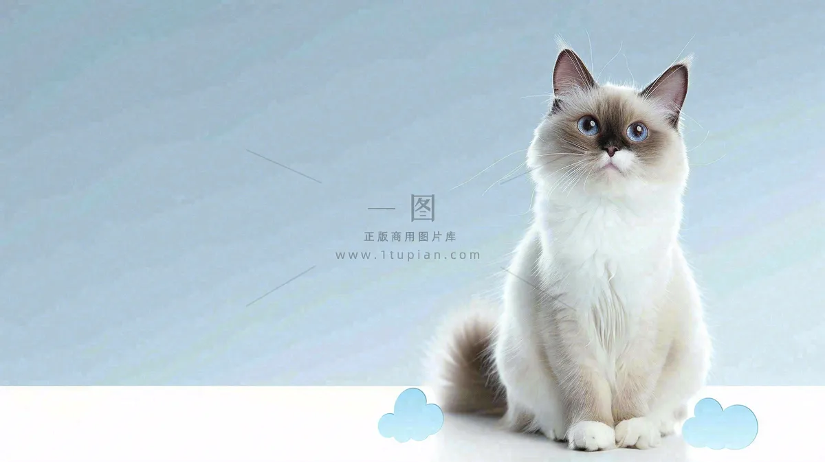 猫狗宠物店宣传卡通插画背景