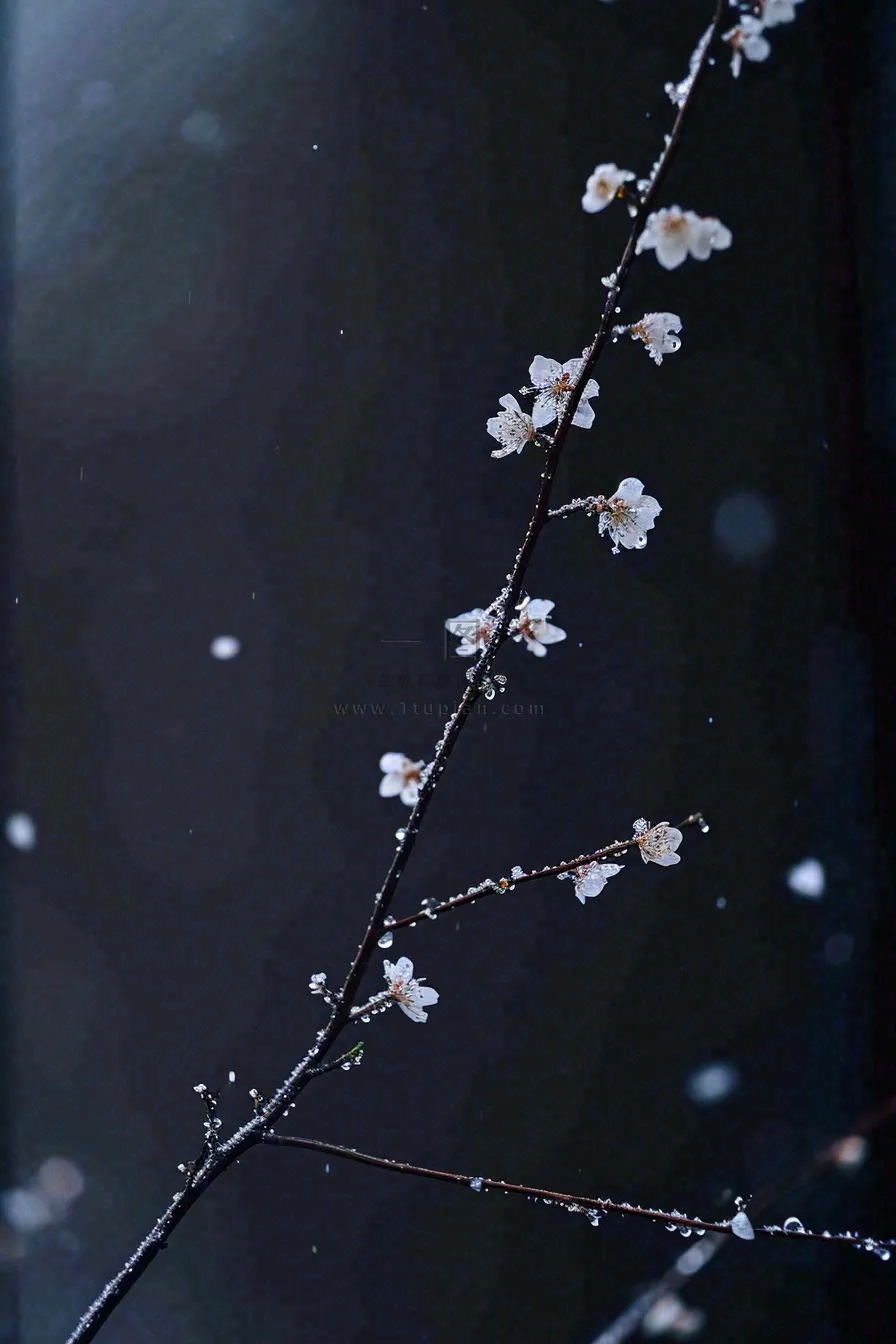 冬天雪花枝叶植物简约意境,冬季小雪大雪冬至摄影图