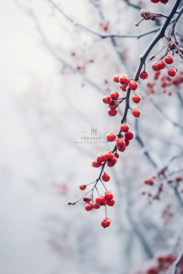 小雪传统冬天冰冷果实节气海报背景