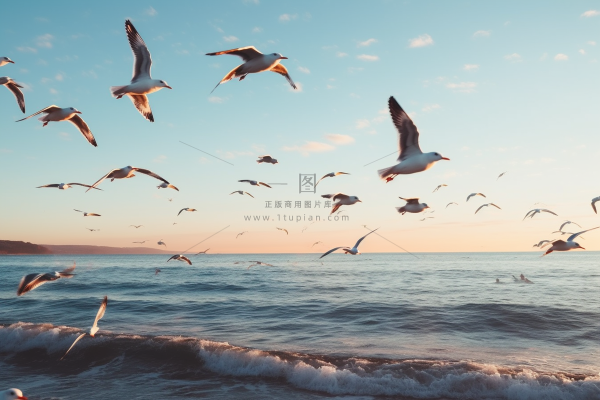 海岸海边空中飞翔海鸥鸟类摄影图