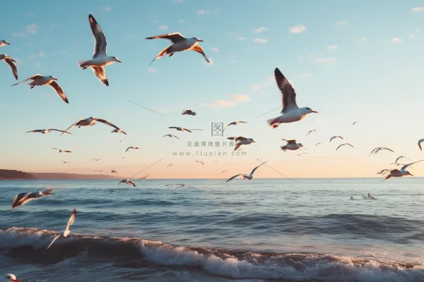海岸海边空中飞翔海鸥鸟类摄影图