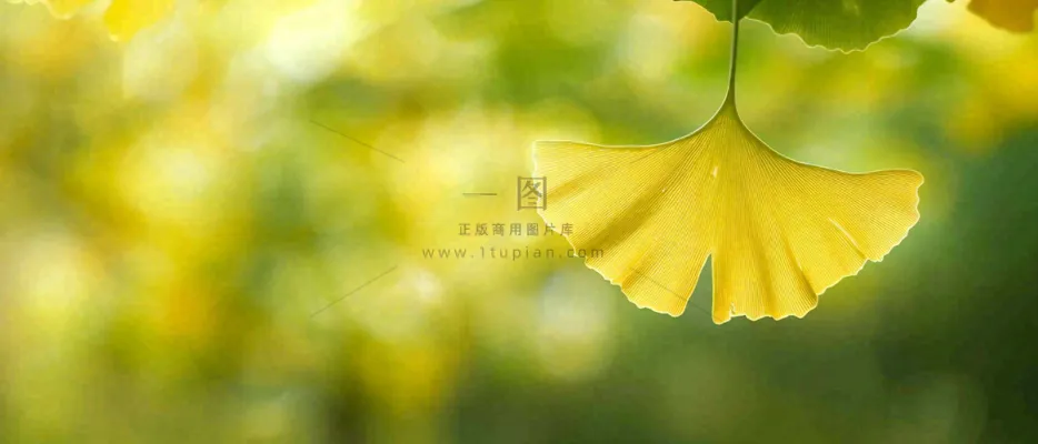 秋天美景银杏叶阳光唯美立秋摄影图