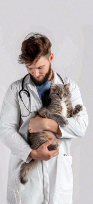 萌宠宠物医院医生抱着猫咪摄影图背景 萌宠宠物医院医生抱着猫咪摄影图背景