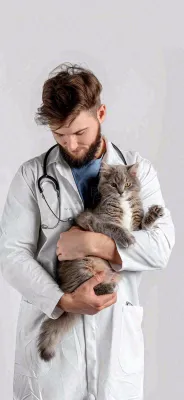 萌宠宠物医院医生抱着猫咪摄影图背景 萌宠宠物医院医生抱着猫咪摄影图背景