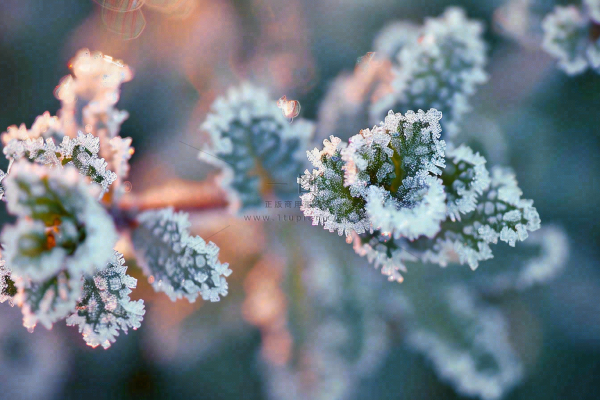 冬季植物叶片上的白色雪霜霜降小寒寒露摄影图