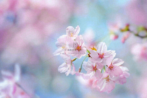 春天粉色樱花唯美风景春分立春惊蛰摄影图