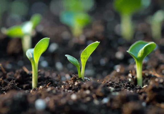 春天抽新芽发芽黑土地立春惊蛰摄影图