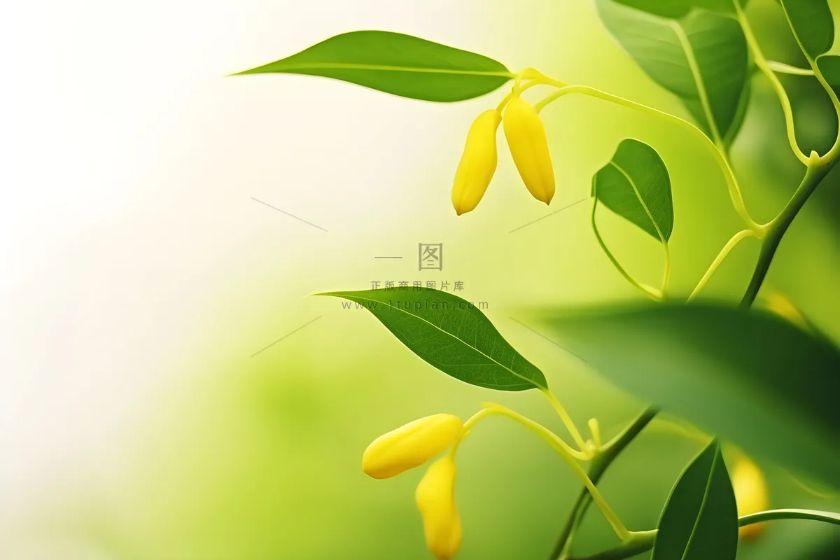 花朵黄色简约背景