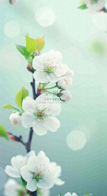 白色樱花花朵鲜花在阳光下，春天立春春分惊蛰摄影图