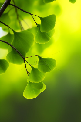 简约唯美银杏叶黄绿色背景 简约唯美银杏叶黄绿色背景