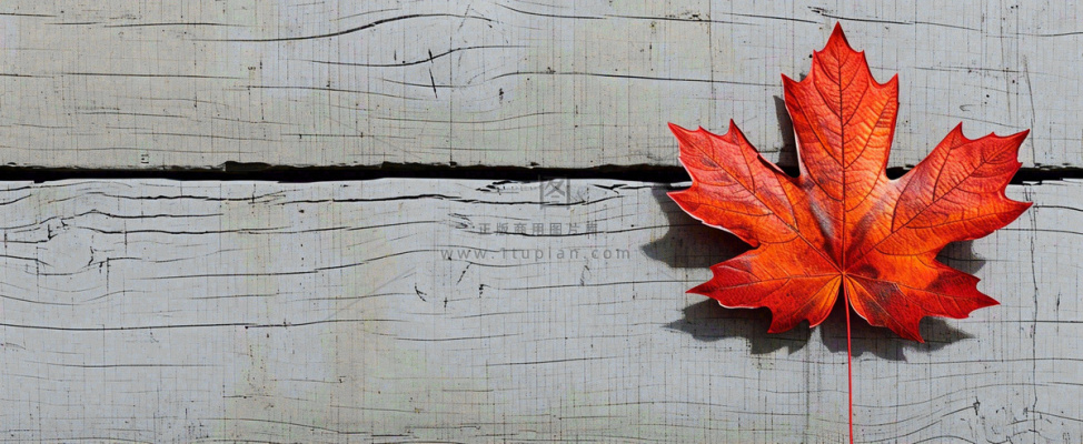 秋天红色秋叶简约特写，立秋秋分摄影图