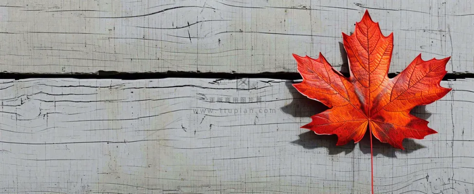 秋天红色秋叶简约特写，立秋秋分摄影图