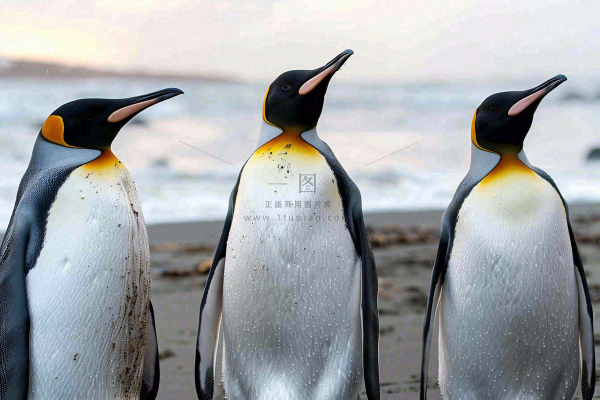 冰雪天地的企鹅寒冷动物摄影图