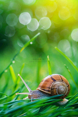 春夏草地上的蜗牛露珠惊蛰春分立夏摄影图