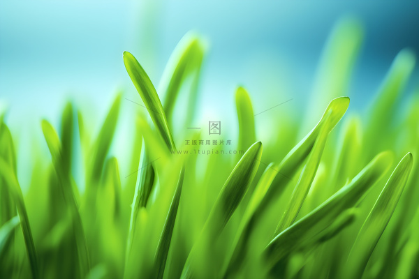 小草嫩叶嫩芽绿色海报素材背景 小草嫩叶嫩芽绿色海报素材背景