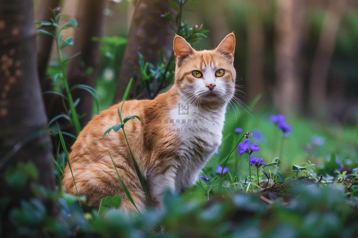 猫咪宠物猫可爱动物摄影图
