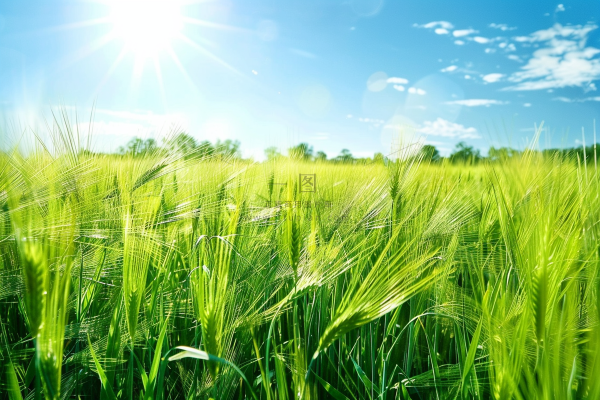 夏日公园石头上的小鸟绿意摄影图