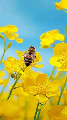 蓝天下蜜蜂在黄色花朵上，春天摄影图