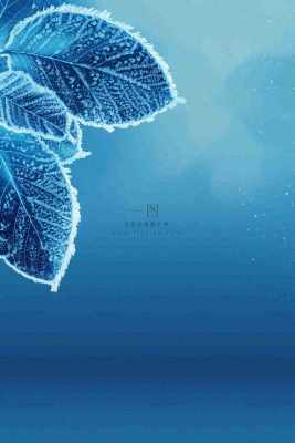 冬天树叶上结着白霜霜降摄影图 冬天树叶上结着白霜霜降摄影图