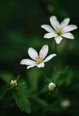 春天盛开的小白花小清新立春春分摄影图 春天盛开的小白花小清新立春春分摄影图