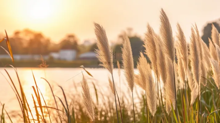 秋天夕阳下芦苇毛絮湖边摄影图