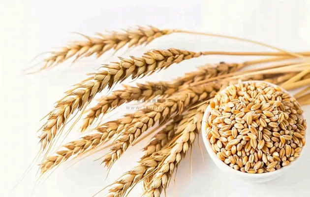 世界粮食日谷物米饭稻谷小麦摄影图