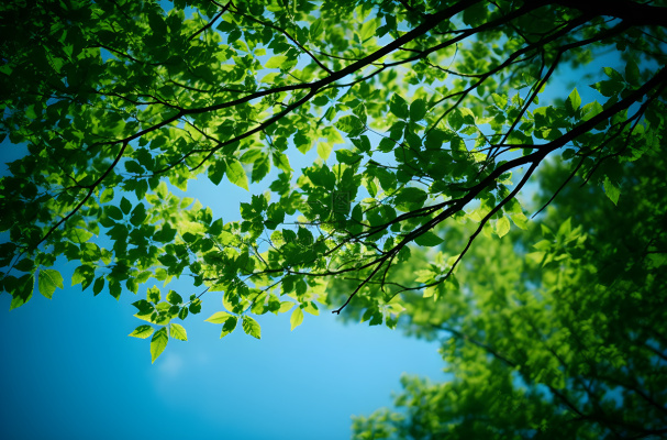 绿色的树枝和蓝天的照片风格仰拍摄影摄影图桌面壁纸