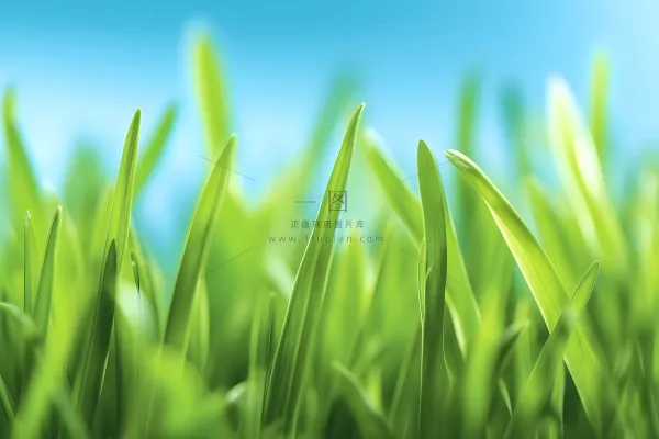 小草嫩叶嫩芽绿色海报素材背景 小草嫩叶嫩芽绿色海报素材背景