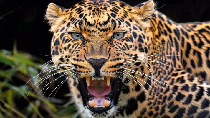 猎豹凶猛的豹子头部面部特写保护动物摄影图