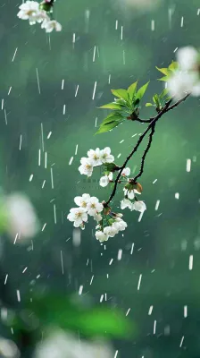春天白色花朵枝叶在雨中，新鲜绿叶鲜花，雨水谷雨摄影图