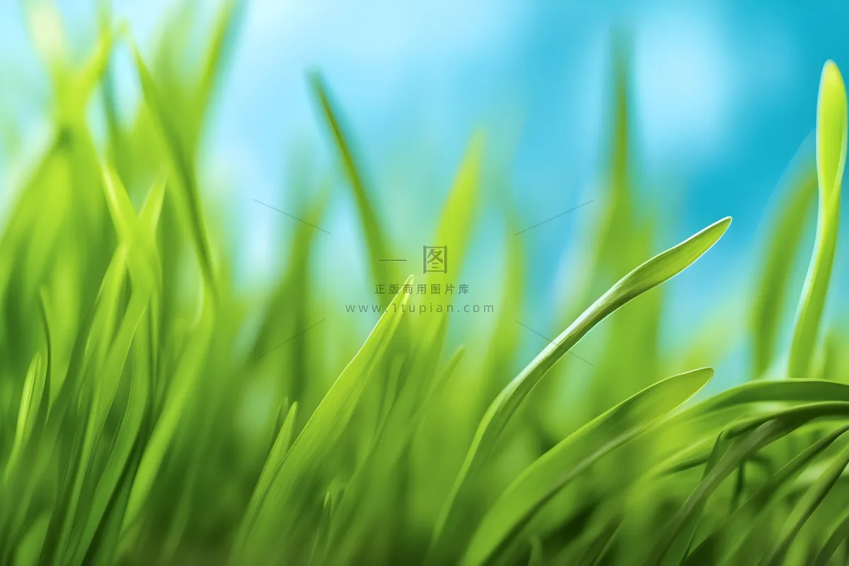 小草嫩叶嫩芽绿色海报素材背景