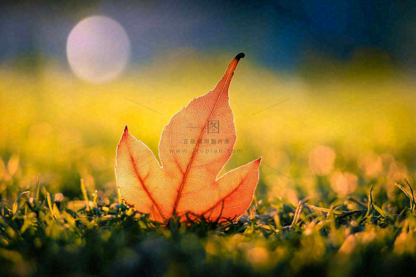 秋天掉落的落叶梧桐叶秋景秋分立秋摄影图 秋天掉落的落叶梧桐叶秋景秋分立秋摄影图