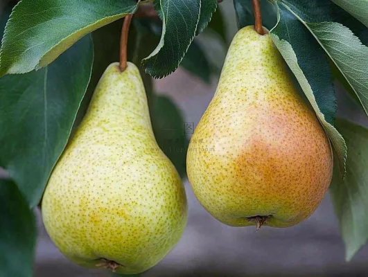 梨树成熟的梨子水果可口摄影图