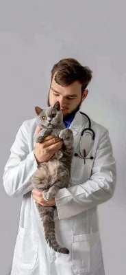 萌宠宠物医院医生抱着猫咪摄影图背景 萌宠宠物医院医生抱着猫咪摄影图背景