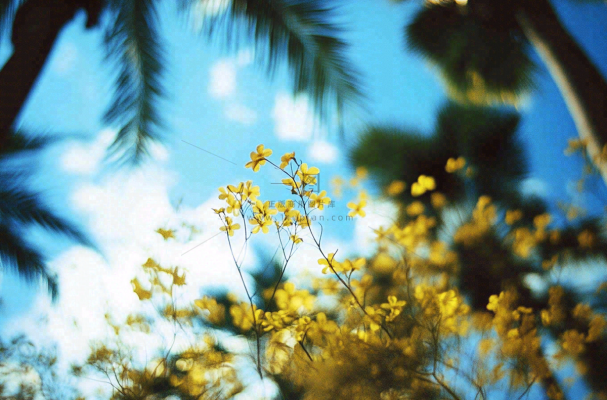 晴天阳光下的小黄花绿植摄影图