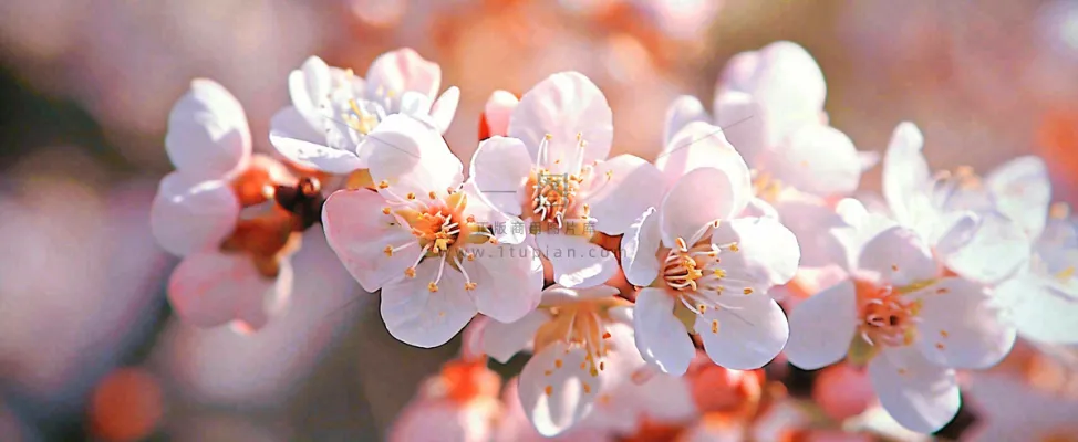 白色浪漫春季樱花花朵枝叶,立春惊蛰春分摄影图 白色浪漫春季樱花花朵枝叶,立春惊蛰春分摄影图