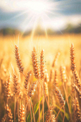 秋天收获小麦收割落日，秋分芒种小满粮食摄影图