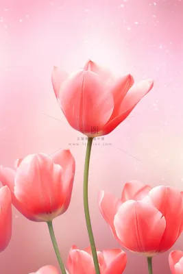 粉色清新郁金香鲜花背景 粉色清新郁金香鲜花背景