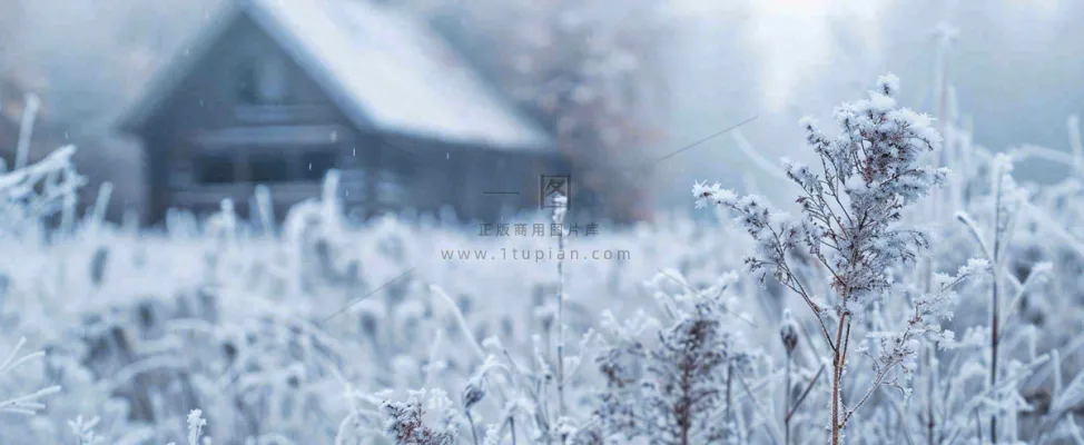 冬天植物森林里的木屋白雪覆盖小寒小雪摄影图 冬天植物森林里的木屋白雪覆盖小寒小雪摄影图