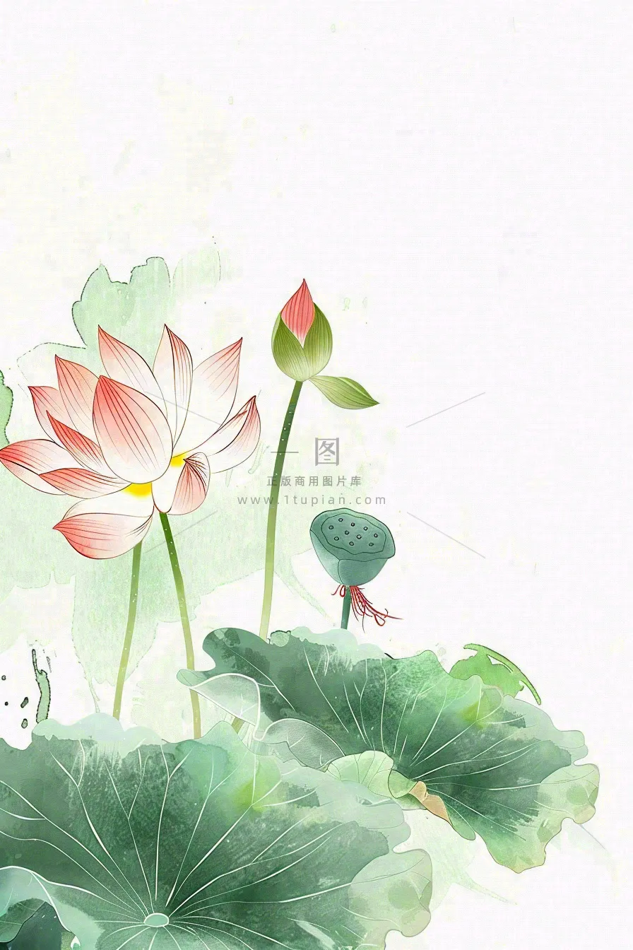 夏天荷花荷叶清凉小清新淡雅立夏夏至暑插画背景